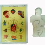 Maqueta de unicel Aparato digestivo