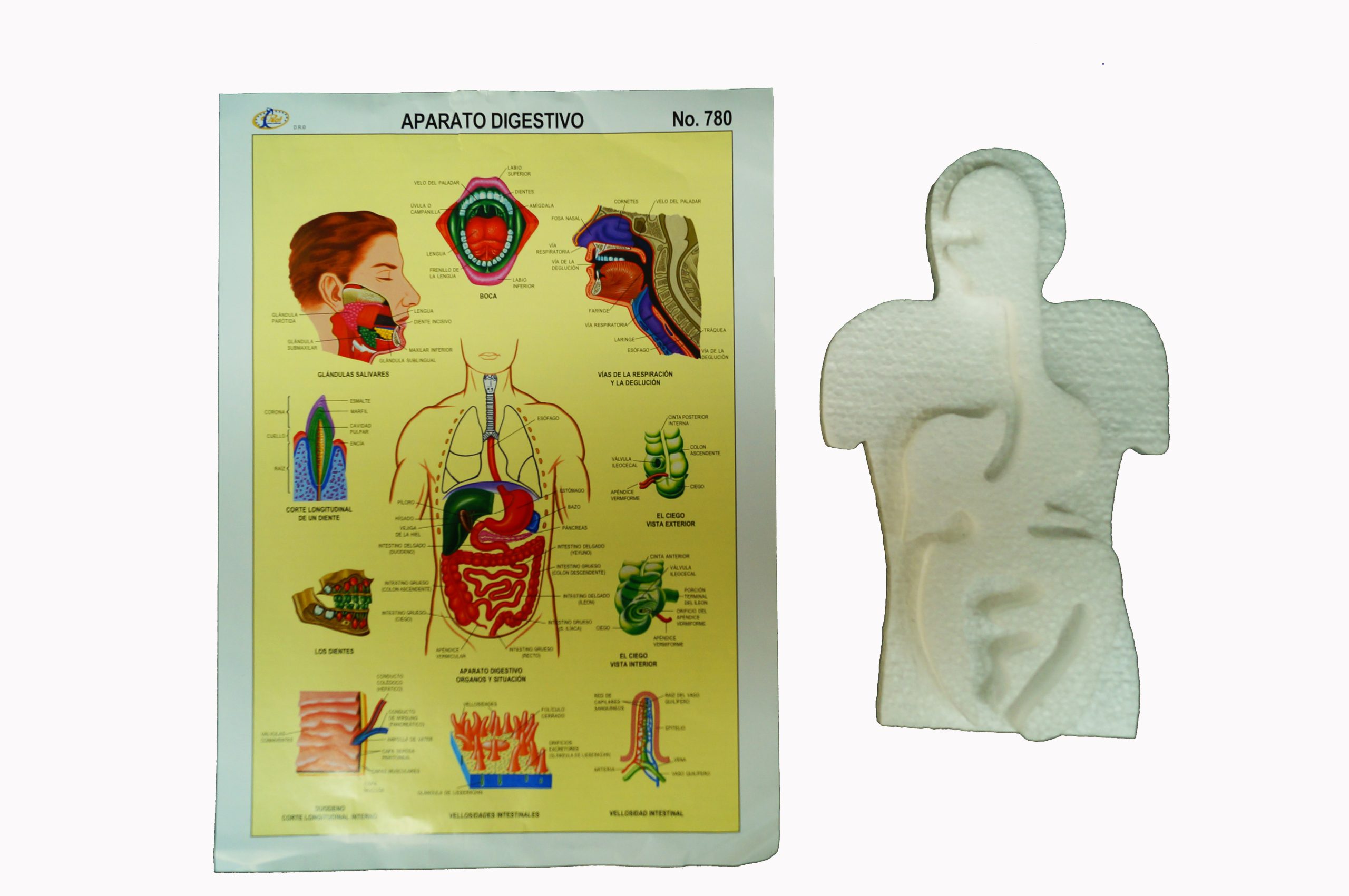 Maqueta de unicel Aparato digestivo
