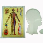 Maqueta de unicel Sistema nervioso