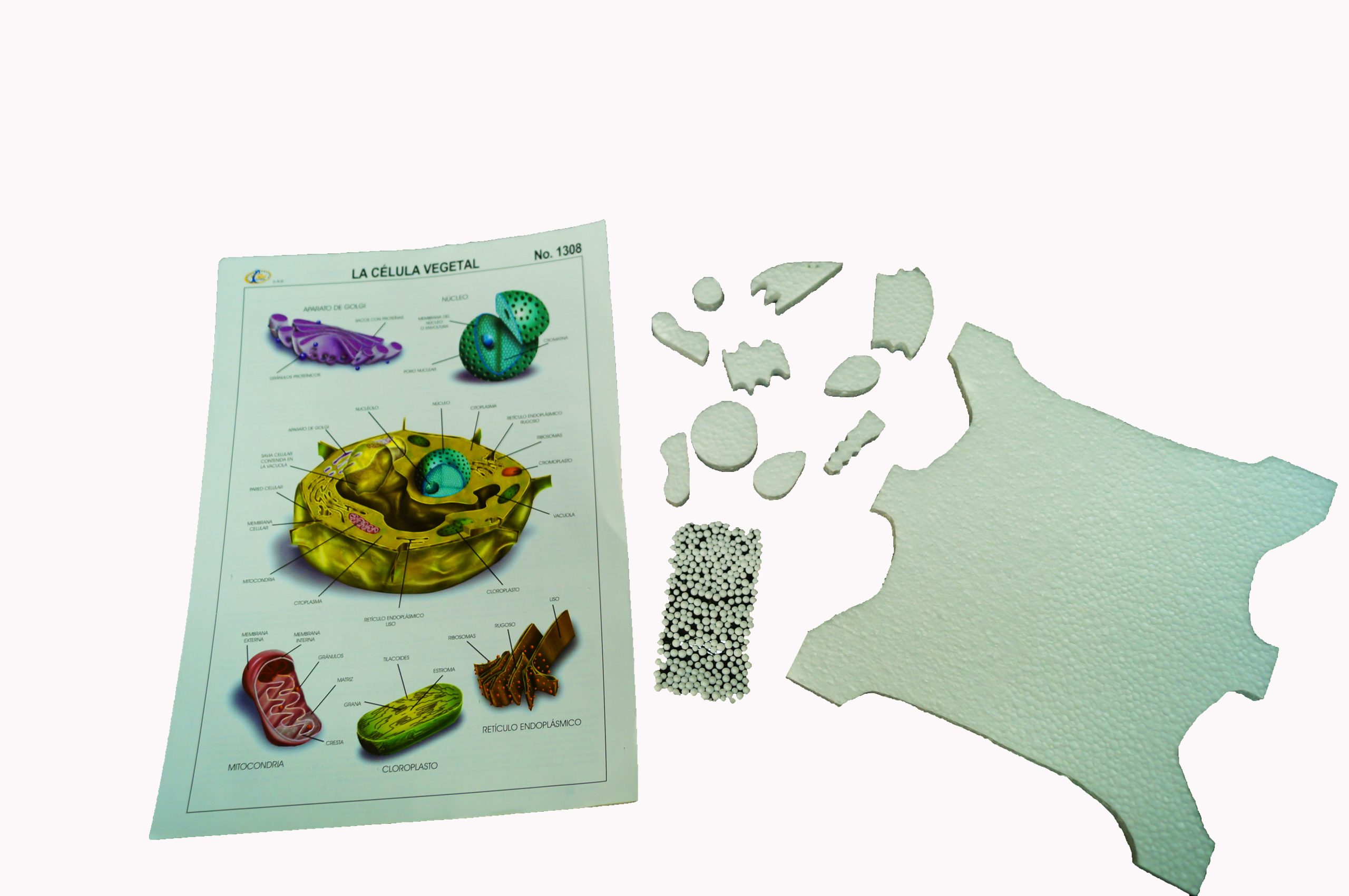 Maqueta de unicel Célula vegetal