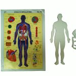 Maqueta de unicel Aparato circulatorio