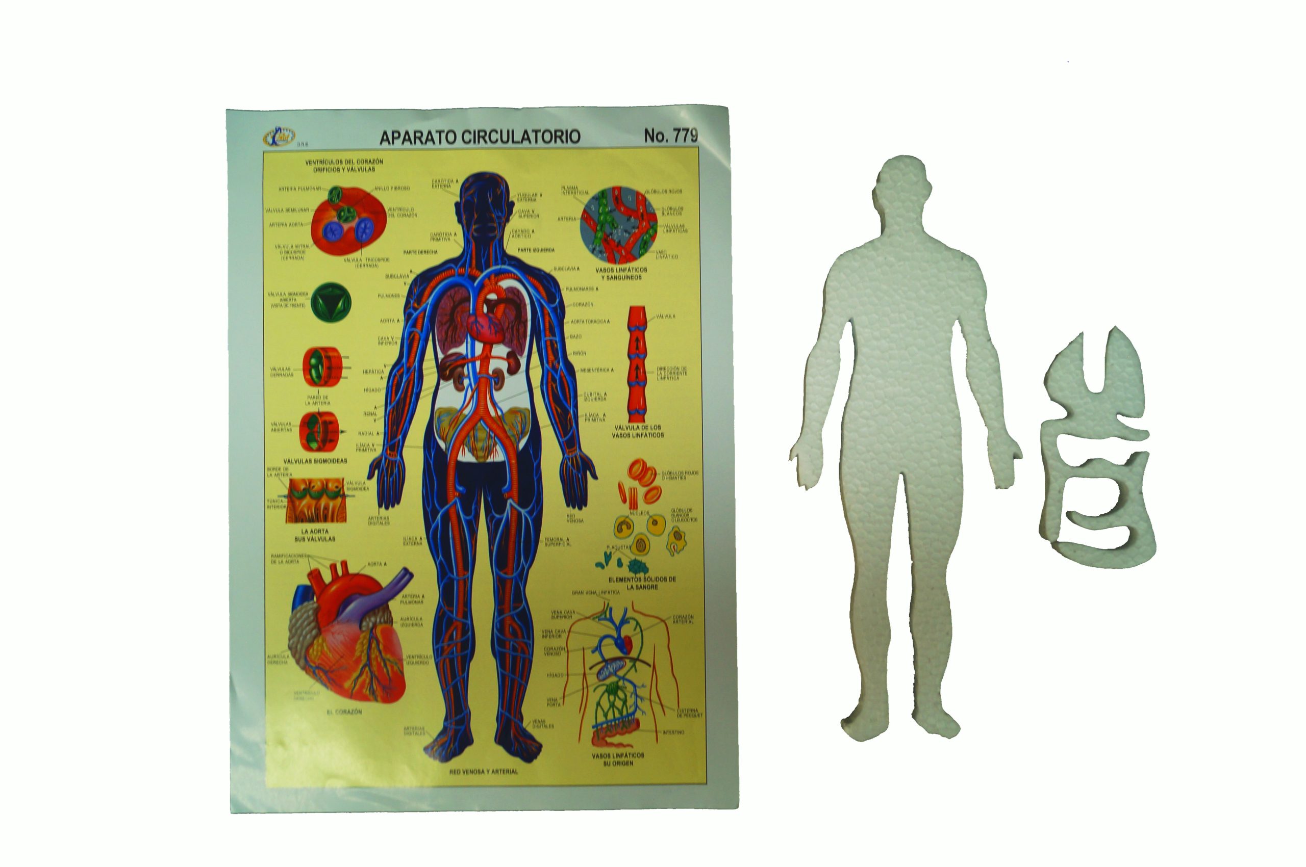 Maqueta de unicel Aparato circulatorio